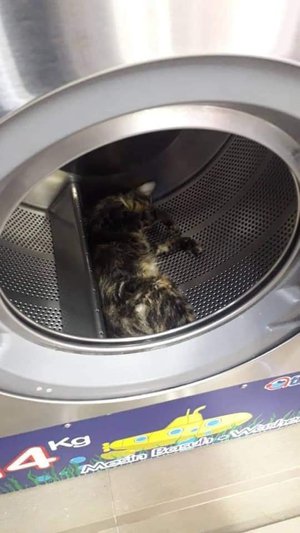 Tega Banget, Pria Ini Masukkan Tiga Kucing ke Dalam Mesin Cuci 
