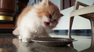 Cara Merawat Kucing Persia dan Anggora dengan Benar Agar Tetap 