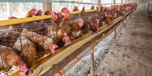 Cara Membuat Kandang Ayam Sederhana Dari Bambu Mudah Dipraktikkan Bagi Pemula Diadona Id