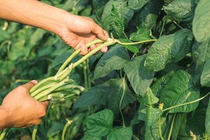 Cara Menanam Kacang Panjang Di Polybag Atau Hidroponik Agar Hasilnya Optimal Cobain Yuk Diadona Id