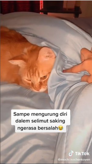 Sering Gigit Tangan Sampai Berdarah, Kucing Oren Ini Diruqyah 