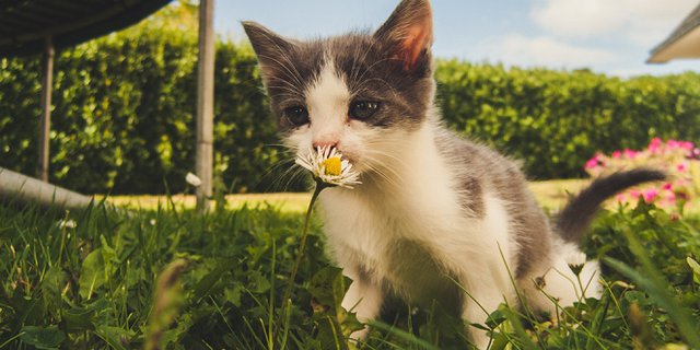 18 Cara Menghilangkan Kutu Kucing, Beras, Rambut dan Telur Kutu 