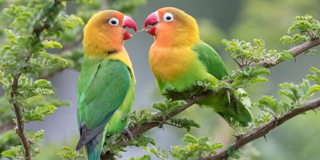 7 Cara Ternak Lovebird yang Benar Bagi Pemula, Agar Cepat Bertelur |  Diadona.id