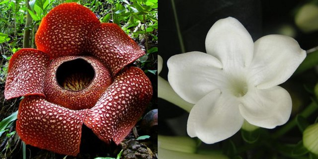 3 Jenis Bunga Ini Ternyata Jadi Bunga Nasional Indonesia Loh Diadona Id