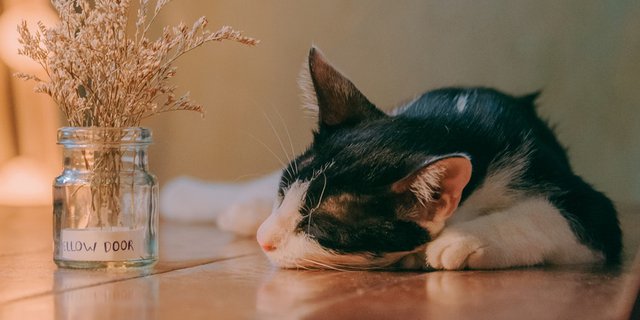 Baru Tau, Ternyata ini lho Asal Muasal Dinamakan Kucing Kampung 