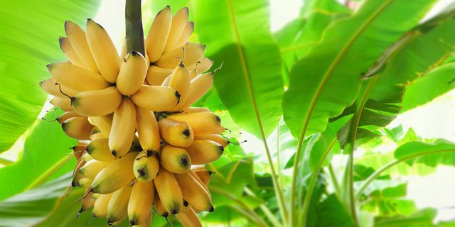 Pohon pisang berkembang biak dengan
