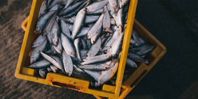 85+ Gambar Ikan Air Laut Yang Bisa Dikonsumsi Gratis Terbaru