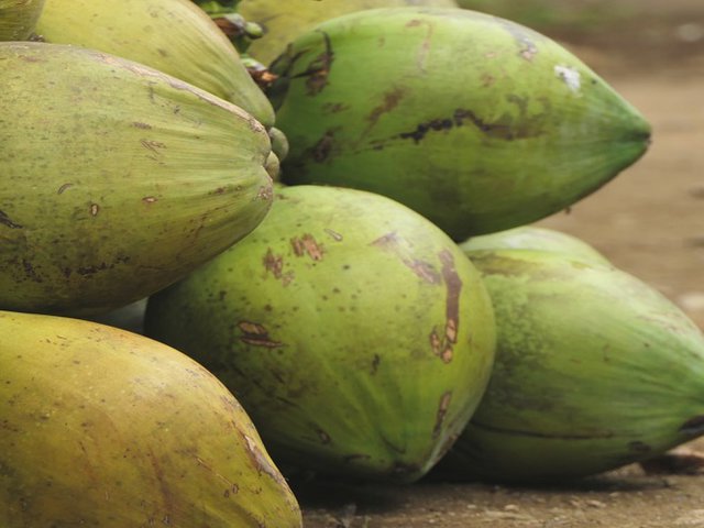 Manfaat minum air kelapa muda di pagi hari