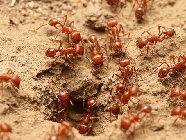 10 Cara Mengusir Semut Merah Agar Tidak Datang Lagi di Rumah, Dijamin Ampuh  Moms! | Diadona.id
