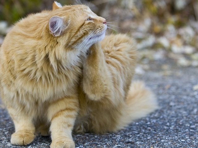Cara Menghilangkan Kutu Kucing yang Membandel Secara Alami 