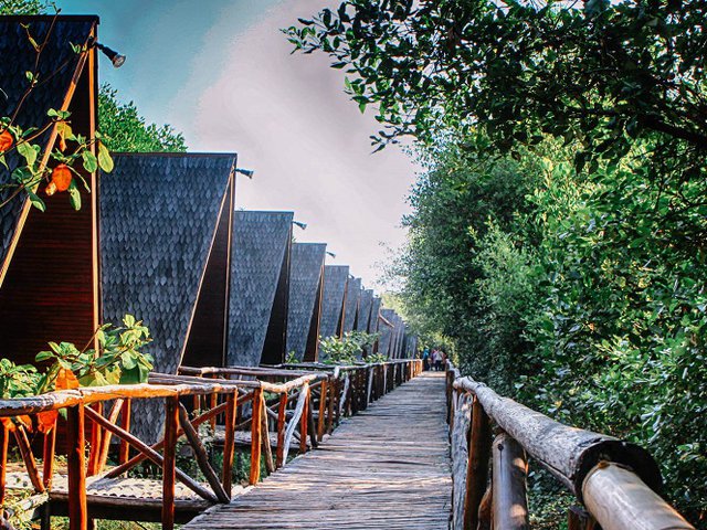 8 Aktivitas Seru Yang Bisa Kamu Lakukan Di Taman Wisata Alam Mangrove, Angke Kapuk | Diadona.id