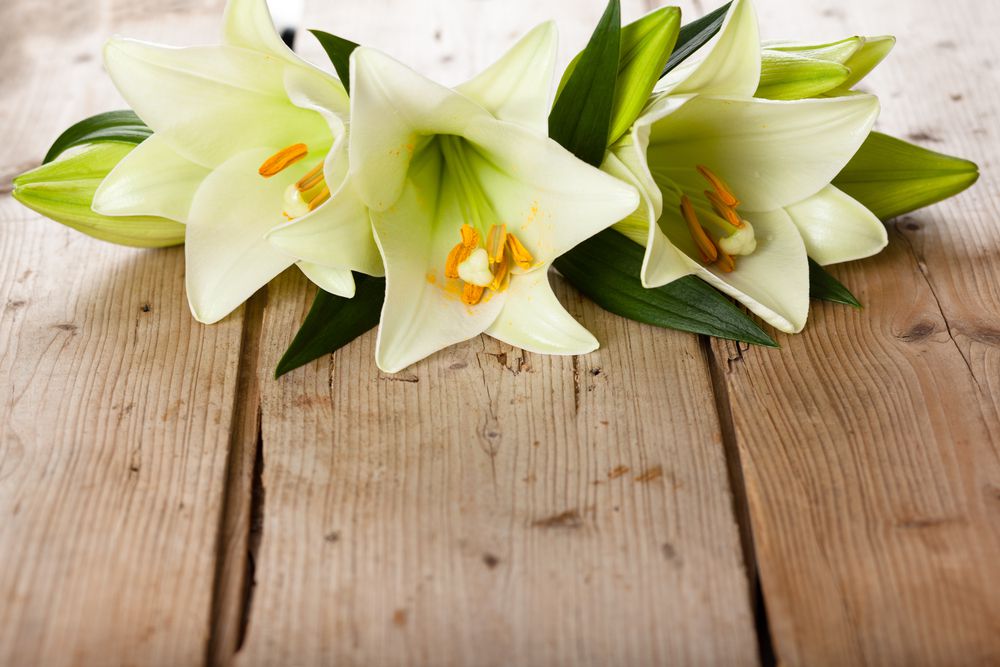 6 Jenis Bunga  Lily untuk Sempurnanya Hari Pernikahan dari 