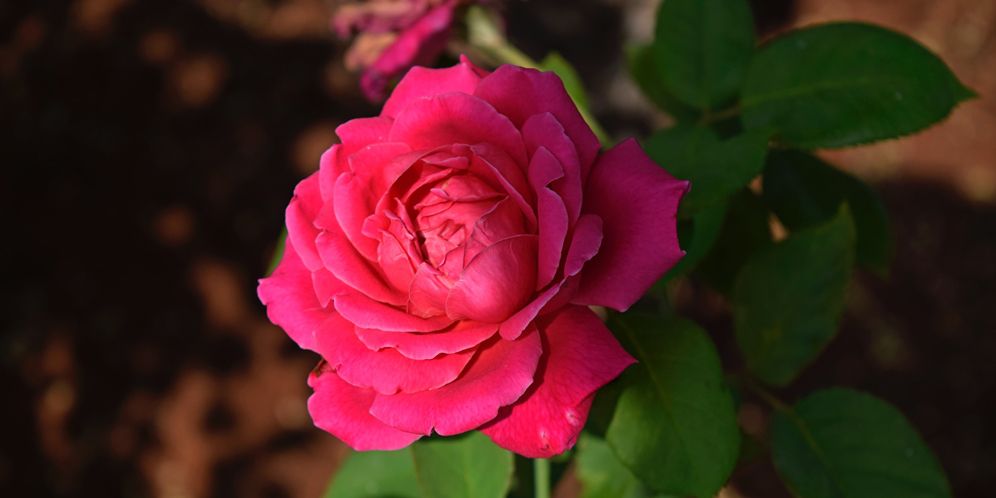 keuntungan dan manfaat bunga mawar