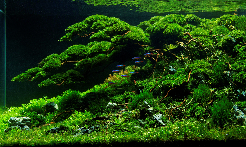 Aquascape Herry Rasio