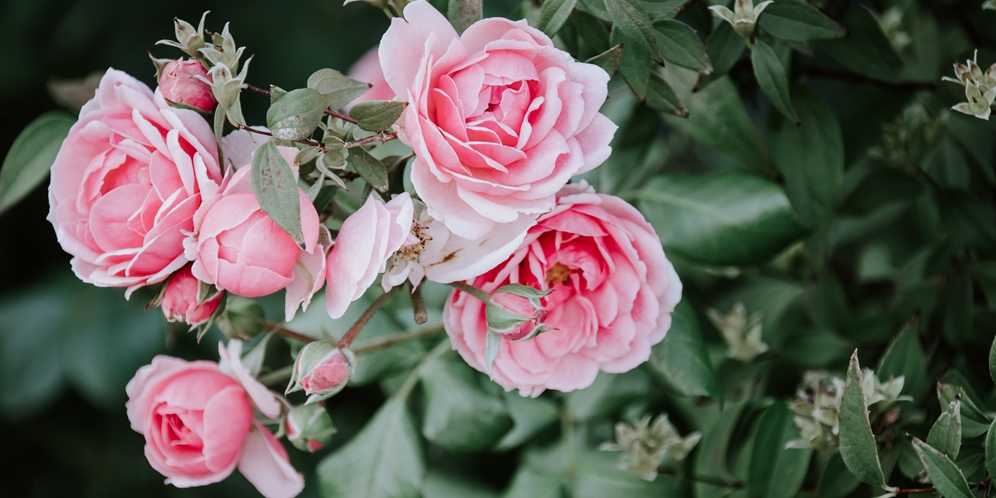 Cara Menanam Bunga Mawar Yang Mudah Dipraktikkan Agar Cepat Berbunga Diadona Id