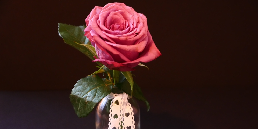 Cara Merawat Bunga Mawar Agar Cepat Berbunga Dan Tidak Mudah Layu Mudah Dipraktikkan Diadona Id