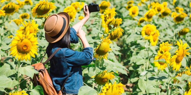 Fakta Unik Jenis Bunga Matahari Dari Jadi Idola Pemburu Selfie Sampai Nama Yang Penuh Arti Diadona Id