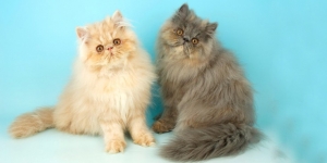 Cara Merawat Kucing Persia dan Anggora dengan Benar Agar Tetap Bersih dan Sehat