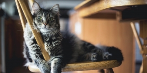 5 Cara Simpel untuk Membuat Rumah Ramah Kucing