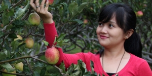 5 Wisata Petik Apel Malang, Harga Tiket Masuk untuk Makan Apel Sepuasnya