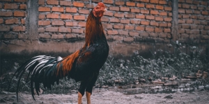 Jenis-Jenis Ayam Aduan dan Hias yang Paling Banyak Dicari untuk Dipelihara