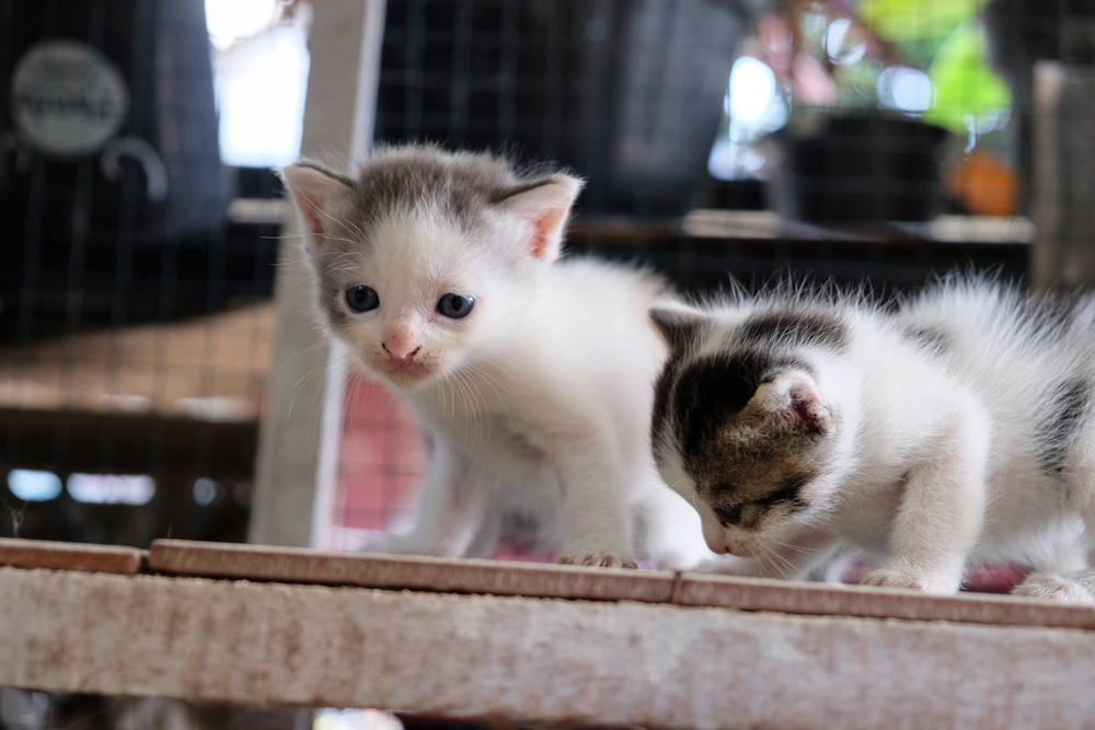 Nama Untuk Kucing Hitam - 81021+ Nama Untuk Kucing Comel, Lucu dan Unik