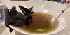 sup kelelawar