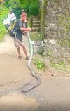 Remaja Wonosobo tangkap ular king kobra sepanjang 4 meter.
