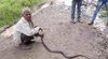 Ngaku kebal bisa, pawang ular tewas usai digigit kobra hitam.