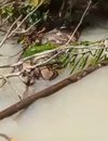 Heboh penemuan ular piton raksasa di Kalimantan Timur.