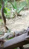 King kobra salah mangsa, jadi bulan-bulanan musang.