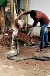 Viral pria mandikan king kobra seperti anaknya.