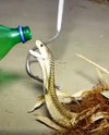 King kobra diberi minuman bersoda, reaksinya sulit diungkapkan pakai kata.