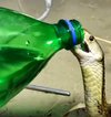 King kobra diberi minuman bersoda, reaksinya sulit diungkapkan pakai kata.