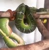 Detik-detik ular melahirkan anak.