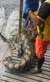 Penemuan ular piton raksasa memangsa kambing milik warga.