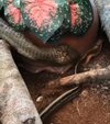 King kobra berburu ular tikus.