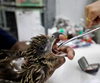 Burung Jatuh di India