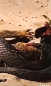 King cobra vs luwak