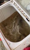 Bersihkan isi perut sapi pakai mesin cuci.