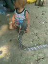 Balita bermain sama king kobra berbahaya.
