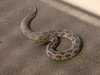 Viper (beludak) Russell, salah satu dari empat ular paling mematikan di India.