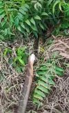 Dikira batang pohon ternyata king kobra raksasa telan ular piton.
