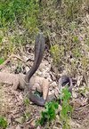 Pertarungan sengit ular kobra hitam vs biawak air.