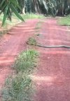 Penampakan ular king kobra dikira pelepah sawit.