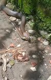 Viral penampakan ular king kobra raksasa merayap depan rumah sambil bawa mangsa.