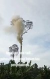 Fenomena aneh pohon keluarkan asap tebal tapi sekitar tak terbakar.