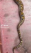 Video ngeri ular king kobra telan ular piton raksasa bulat-bulat.