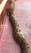 Video ngeri ular king kobra telan ular piton raksasa bulat-bulat.