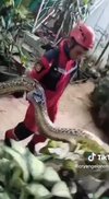 Viral video penemuan ular piton raksasa di plafon di Makassar.
